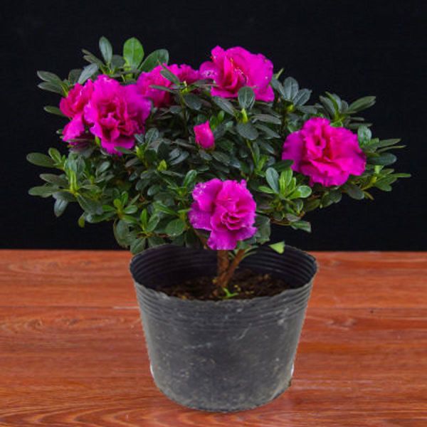 【四季开花】杜鹃花盆栽西洋杜鹃带花苞室内阳台花卉绿植净化空气