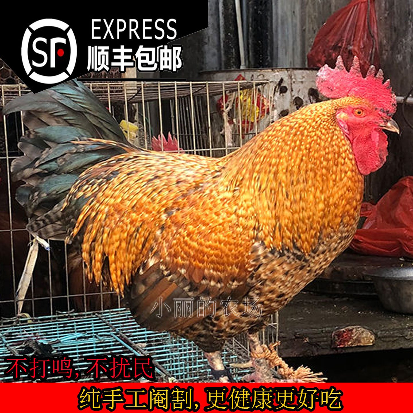【顺丰包邮】正宗金芦花阉鸡整鸡肉 肉质鲜嫩味美
