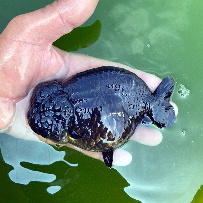 精品兰寿鱼苗淡水鱼好养包邮包活蝶尾泰狮玛丽水泡丹凤