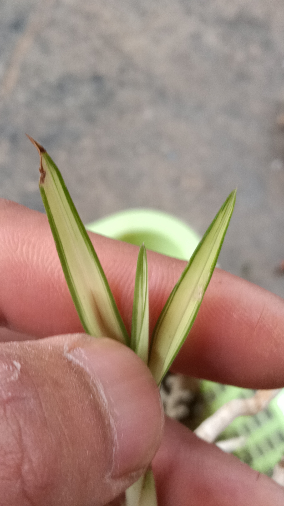 春兰瓷白中透稿艺