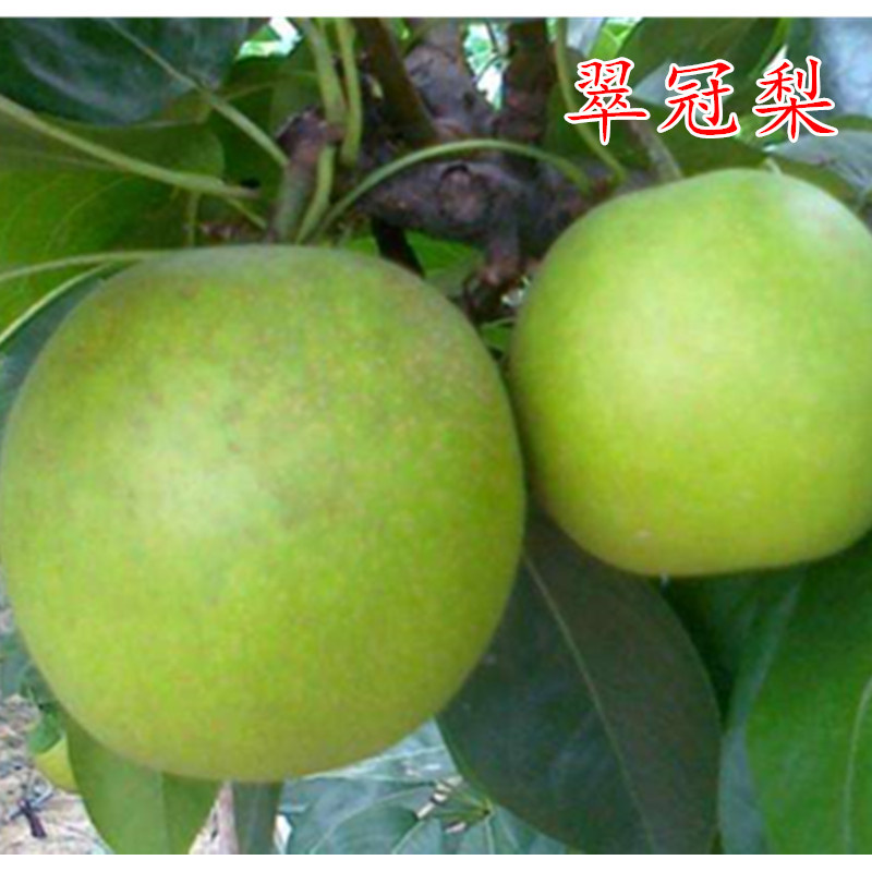 优质果树苗嫁接早熟翠冠梨树苗黄金梨子树苗脆甜多汁重庆基地发货