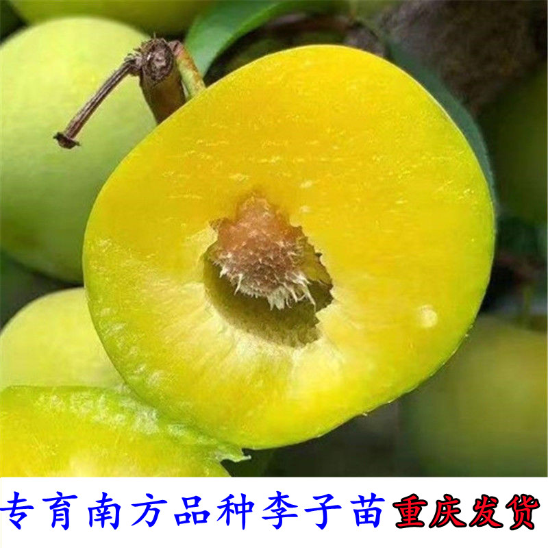 李子树苗嫁接蜂糖李子苗巫山脆李早熟五月脆青脆李重庆尚意园发货