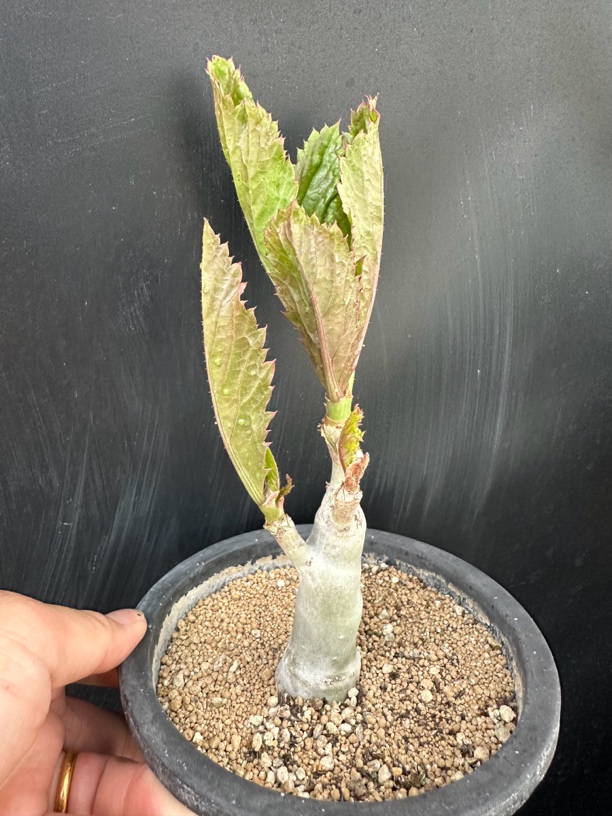祖逖葡萄瓮块根植物