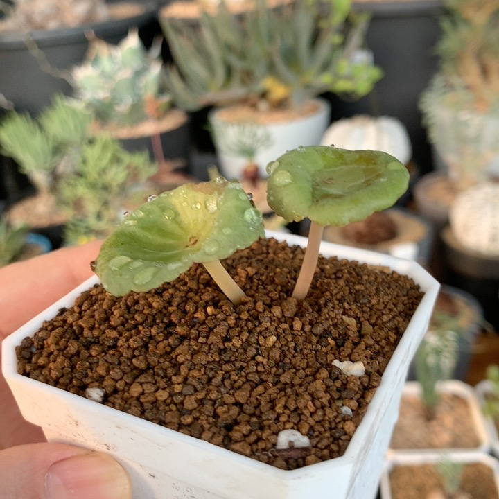 小酒杯小雨伞多肉块根一物一拍