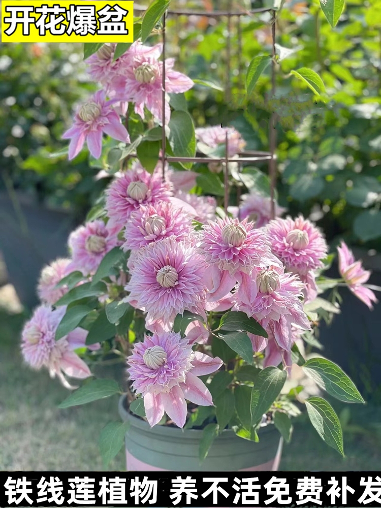 铁线莲花苗爬藤植物庭院耐寒植物花卉盆栽乌托邦银币阳台四季开花