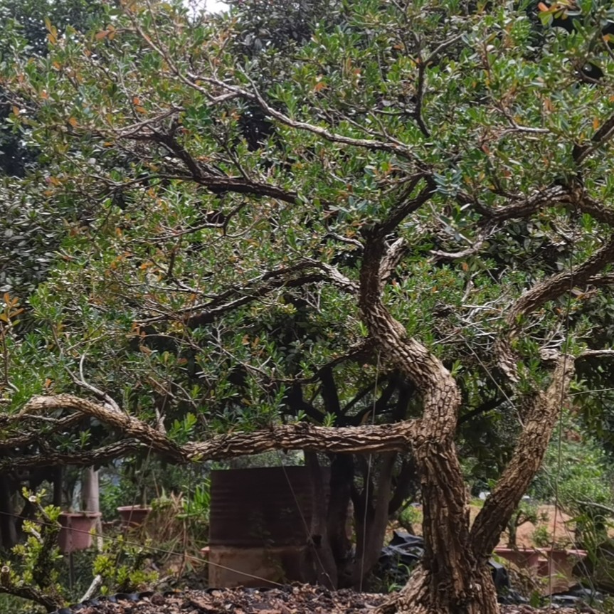 福建小叶雀舌黄杨素材（一物一拍）