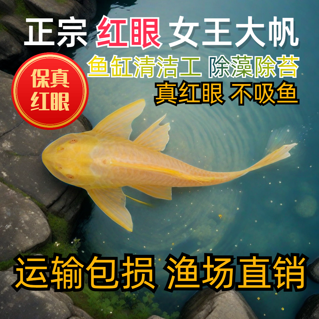 红眼女王清道夫鱼底栖黄金大帆女王豹纹清道夫活体异形吃藻垃圾鱼