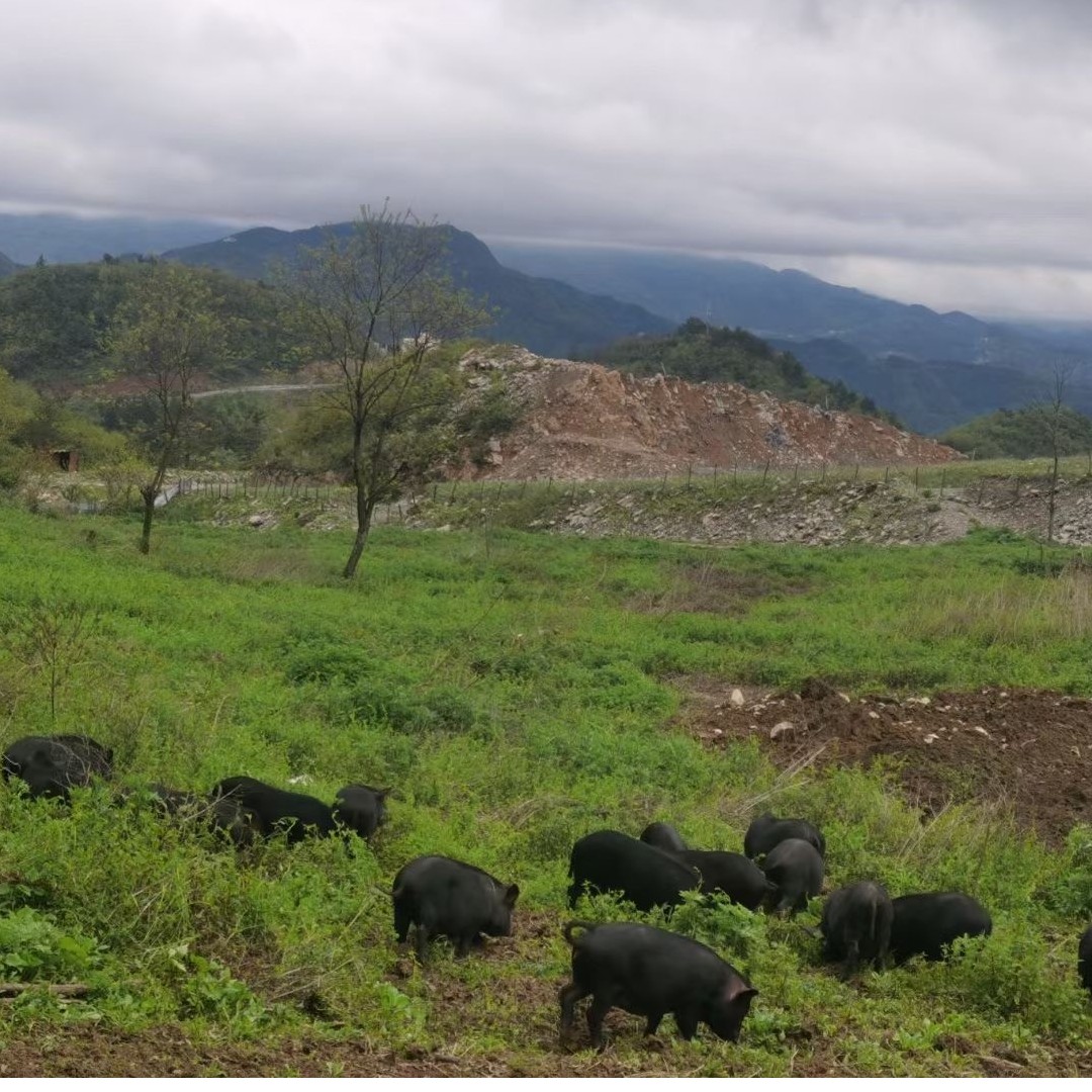 【终相守】1号现称一物一拍链接，价格以直播间称重为准