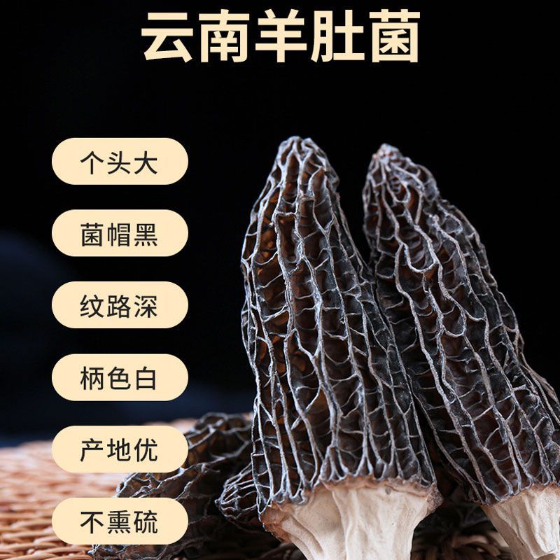 66云南羊肚菌头茬肉厚款5至7公分中大个头