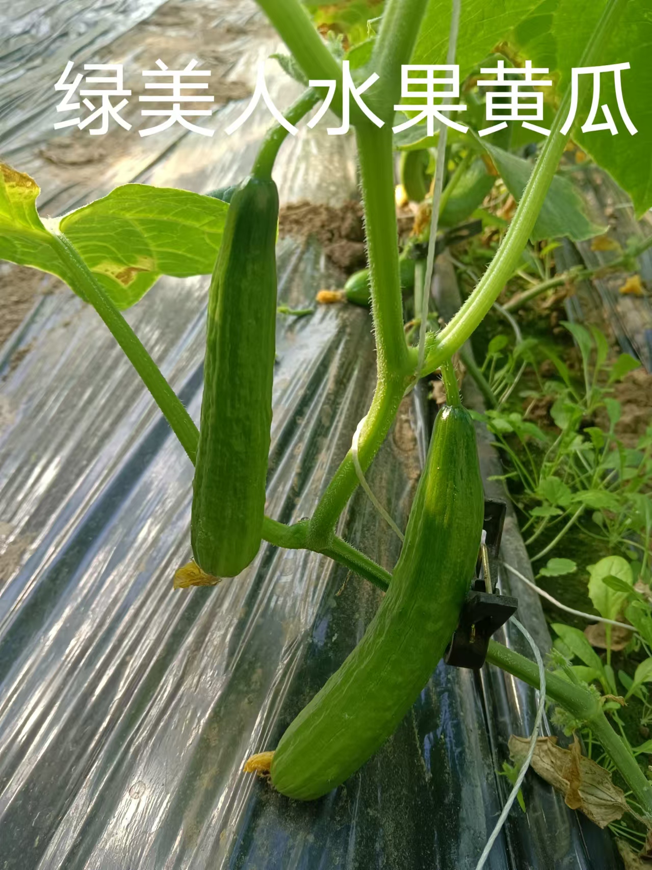 【水果黄瓜】绿美人水果黄瓜现摘现发1斤装