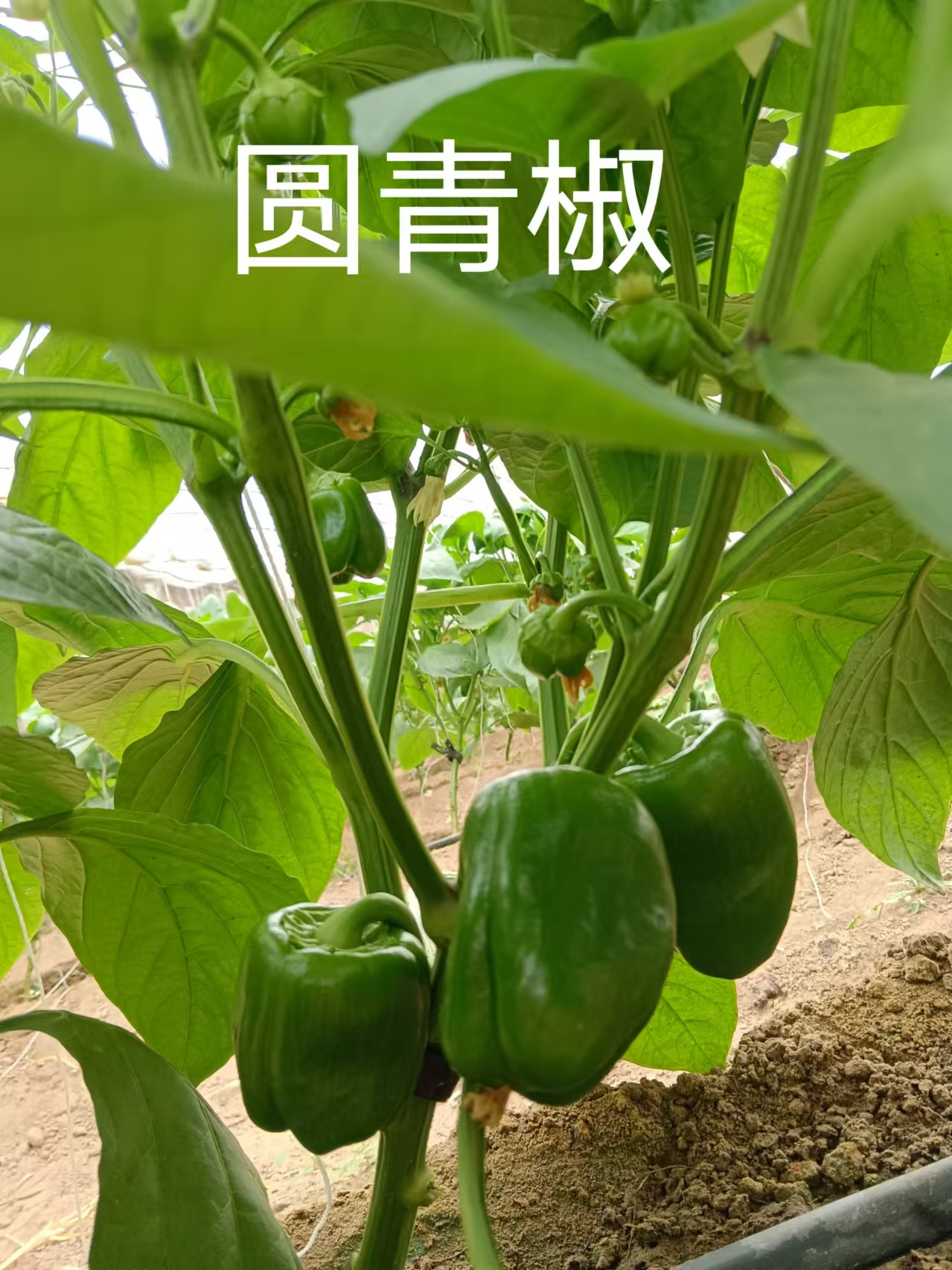 【柿子椒】农家种植柿子椒1斤