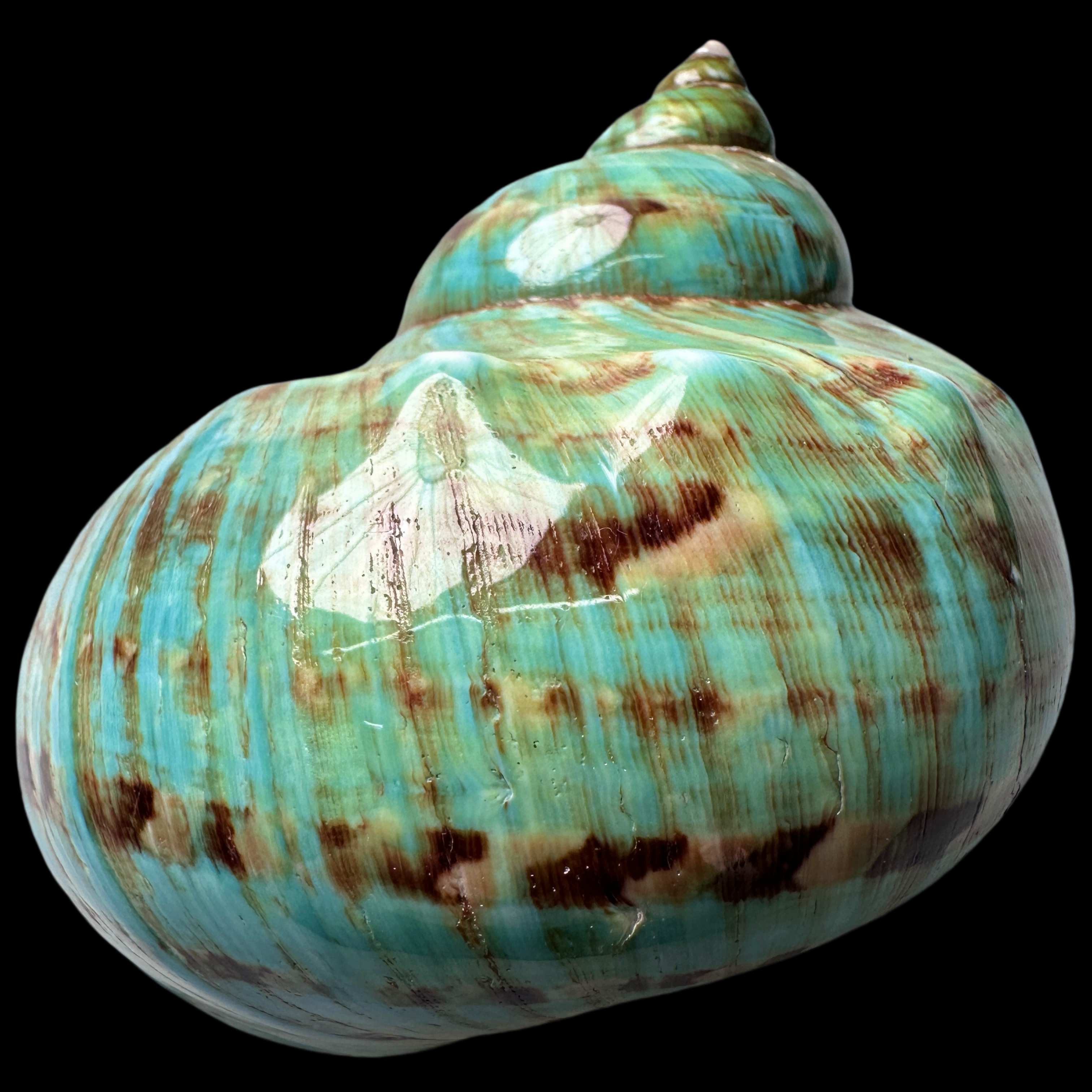 【帝王螺杯（特大！精品）】95.8mm 赠1串杯托 天然贝壳 F8