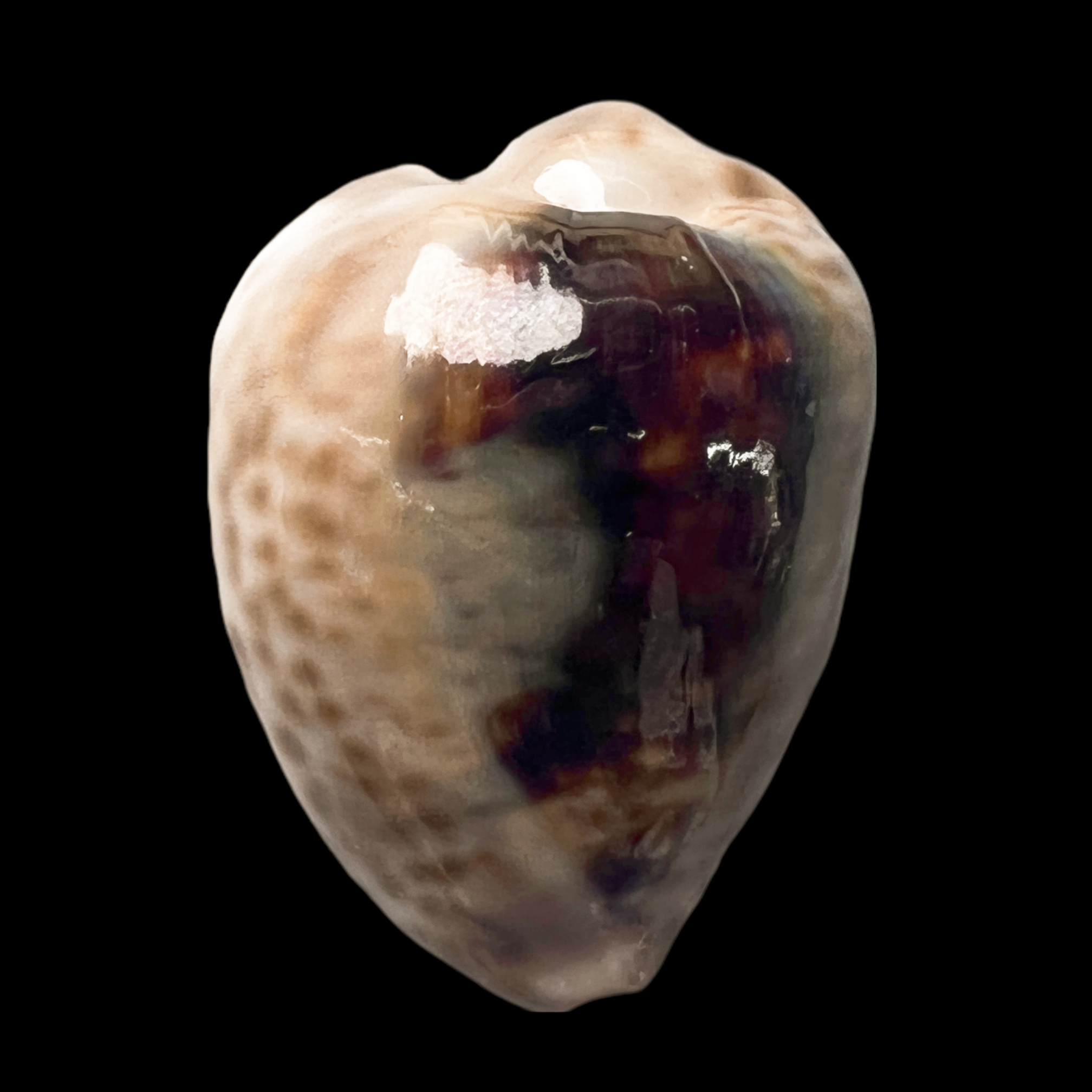 【无齿宝螺（特殊型）】44.6mm GEM 稀有 产地：阿曼 贝壳B b