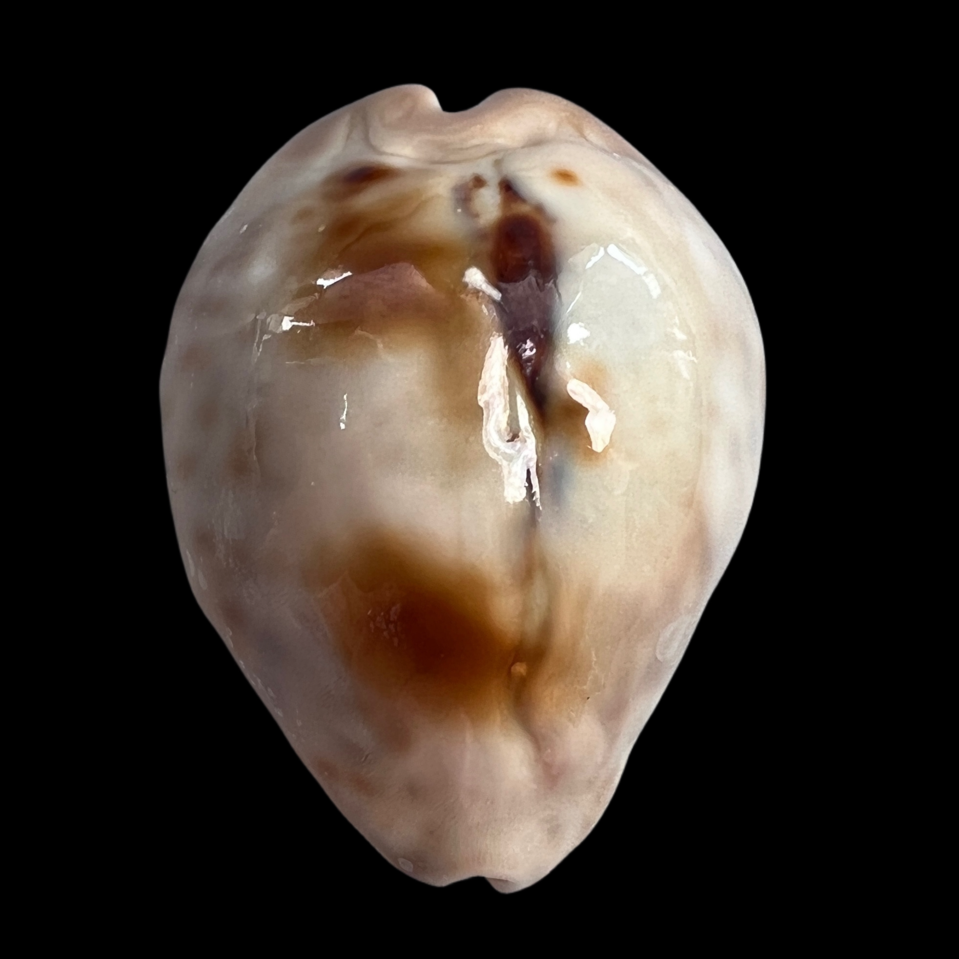  【无齿宝螺】49.9mm 釉质很好 产地：阿曼 贝壳D