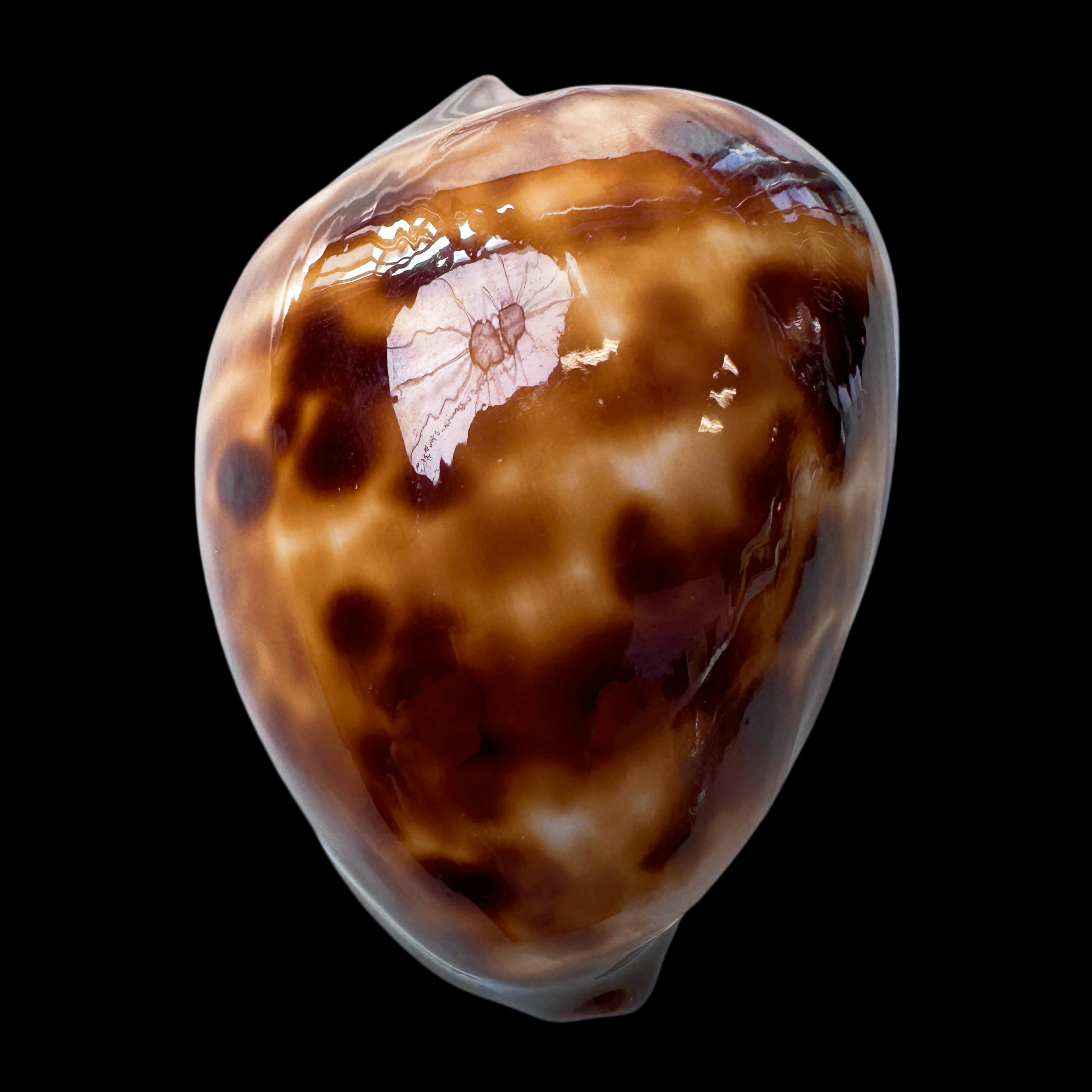 【真优美宝螺】61.1mm GEM 产地：澳大利亚 贝壳A4