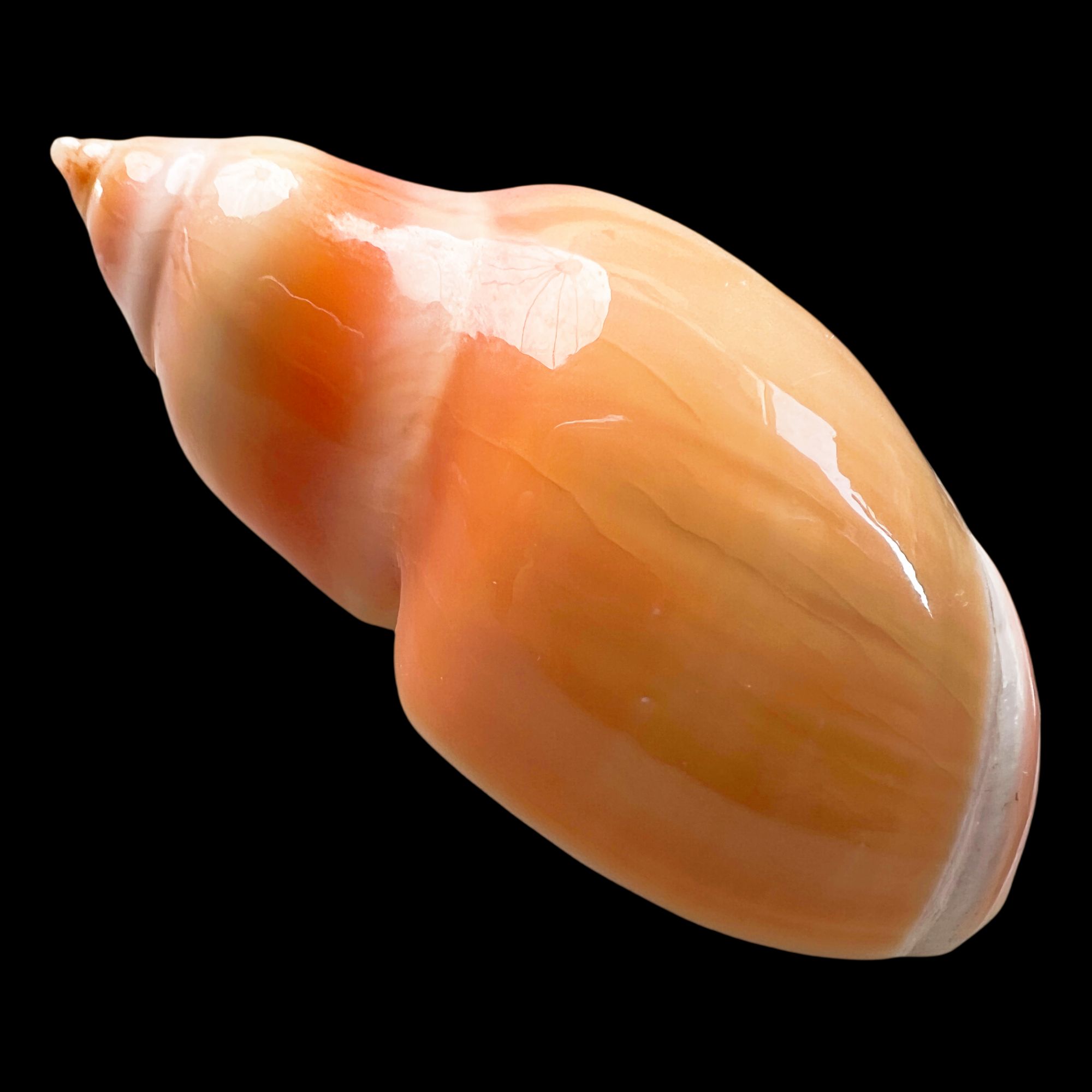 【金弹头螺】52.7mm GEM  产地：委内瑞拉 贝壳A2