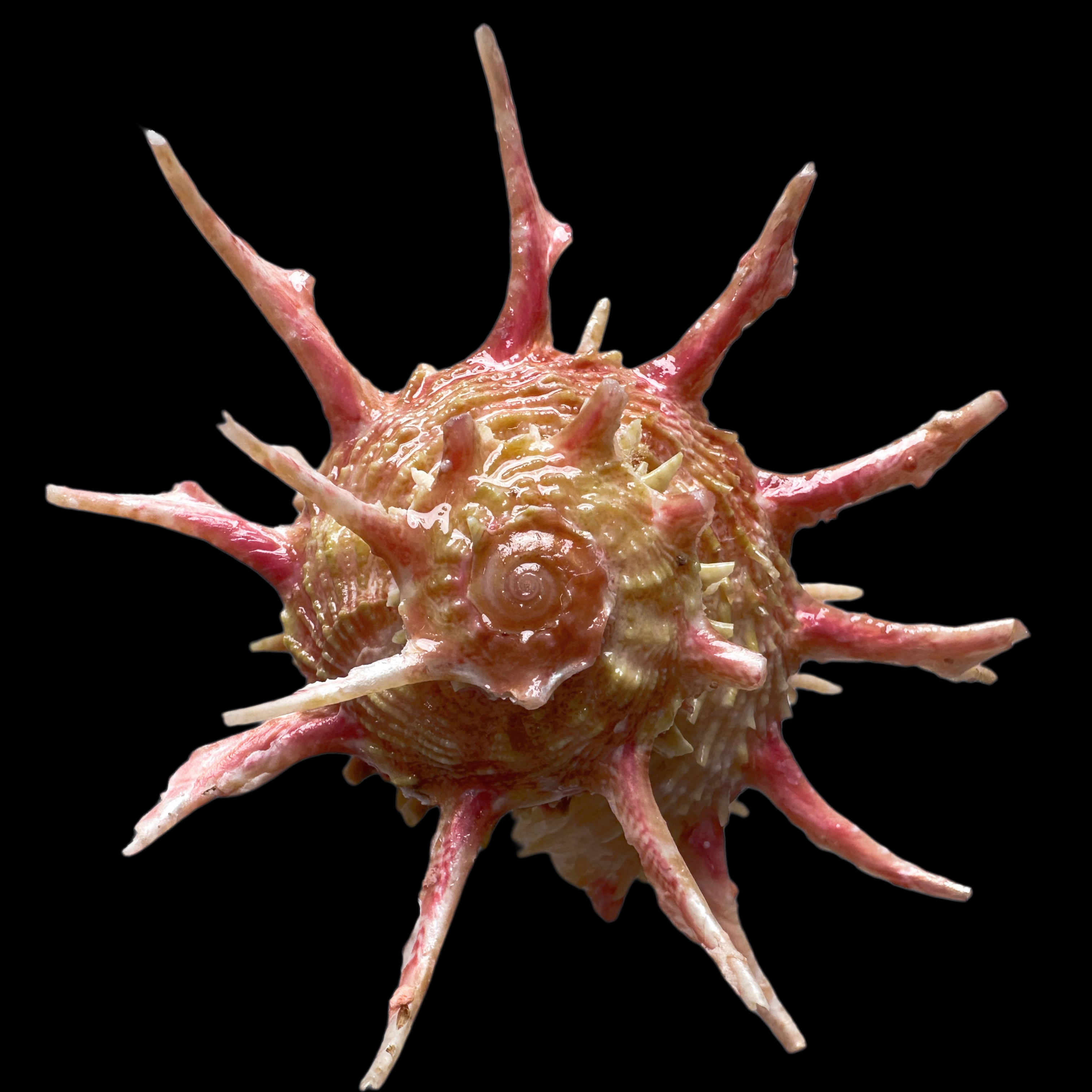 【宏凯棘冠螺】73.4mm 产地：菲律宾 贝壳 A