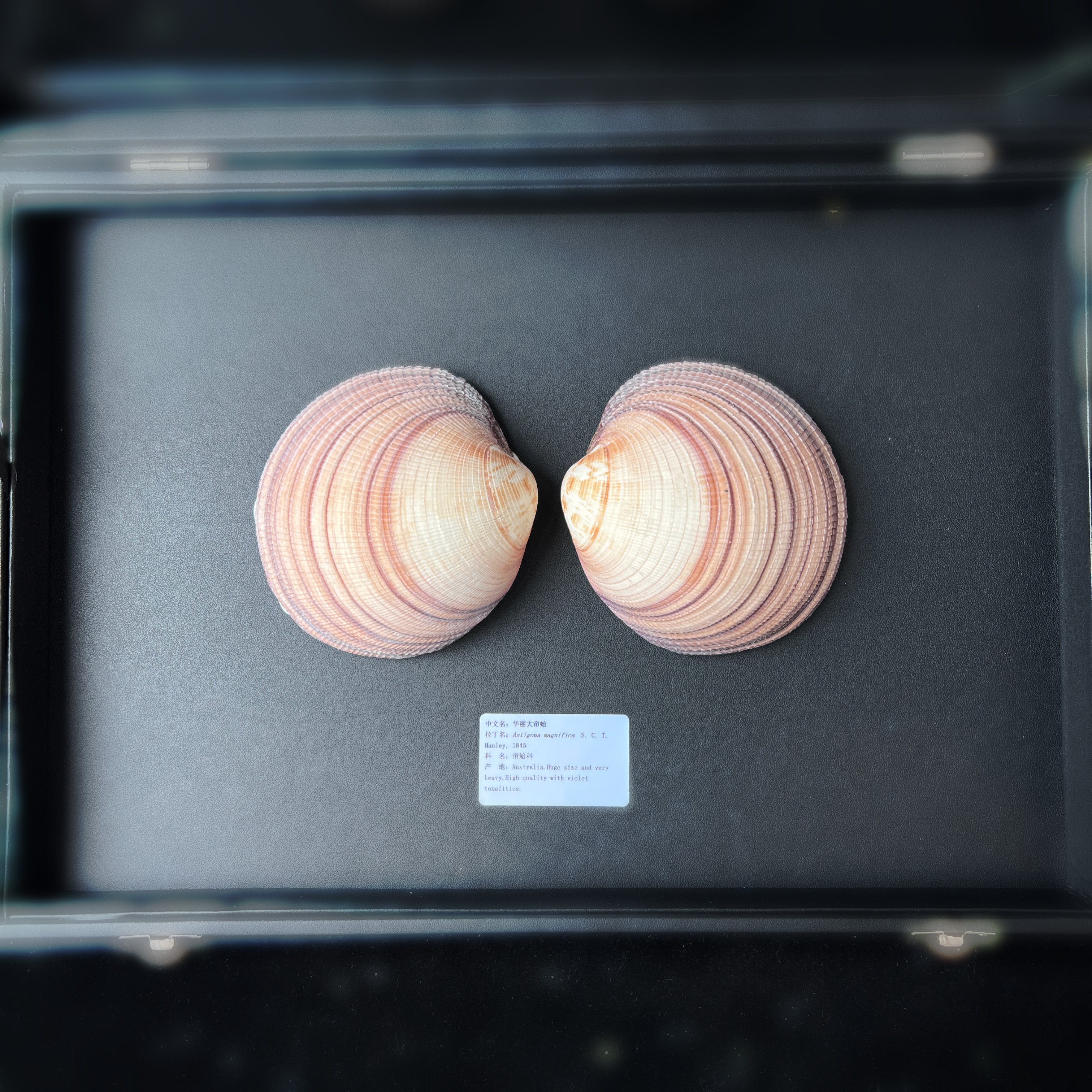 【华丽大帘蛤】9.5-10.5CM 大尺寸 礼盒款 双壳纲贝壳   