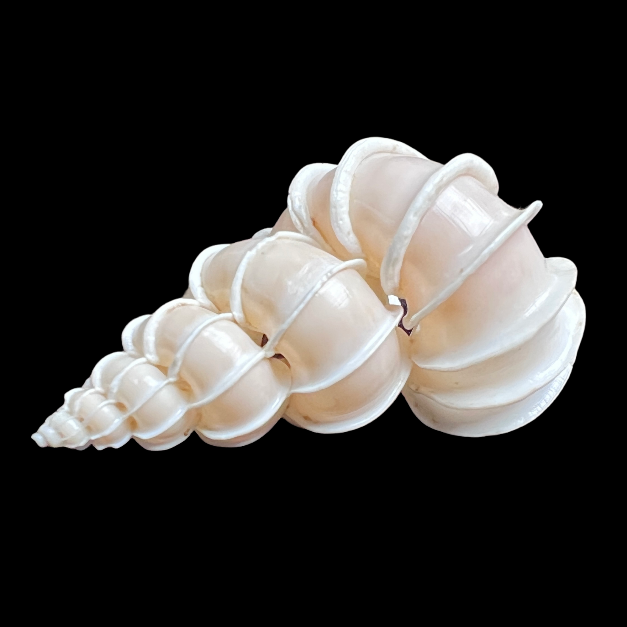 【名贝老50珍】綺蛳螺 62.5mm GEM 大尺寸！产地：菲律宾 贝壳A