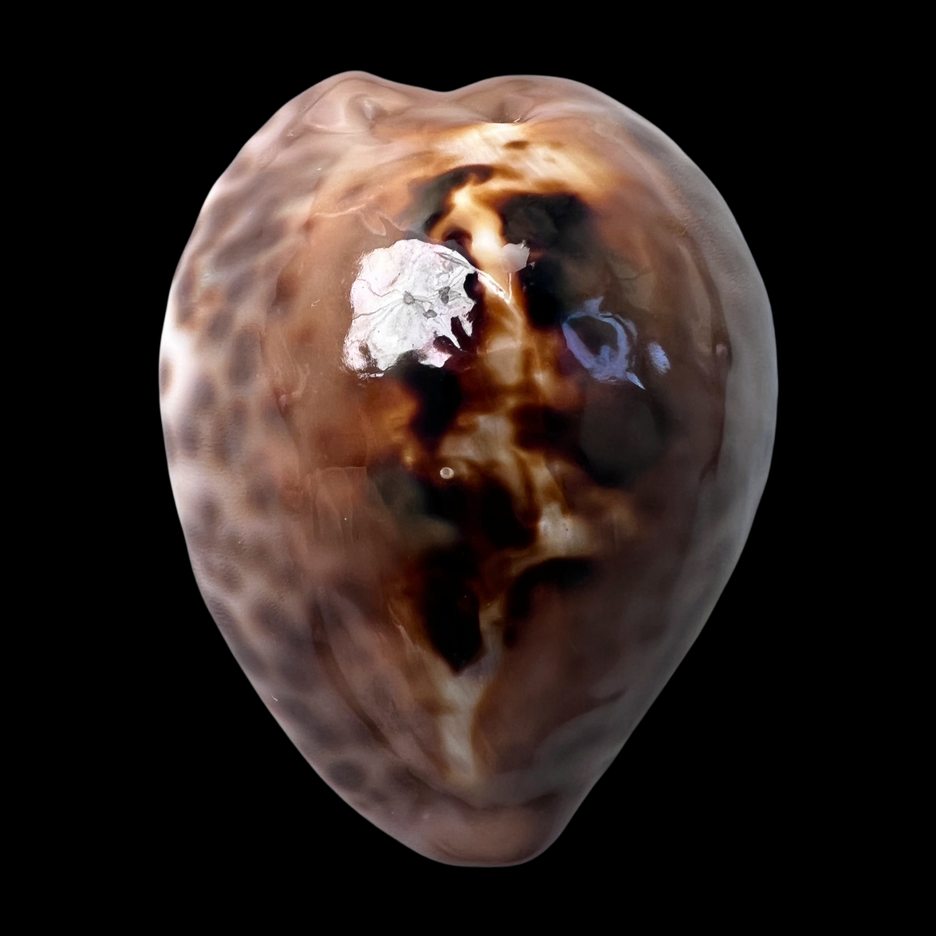 【无齿宝螺】44.8mm GEM 产地：阿曼 贝壳 A2