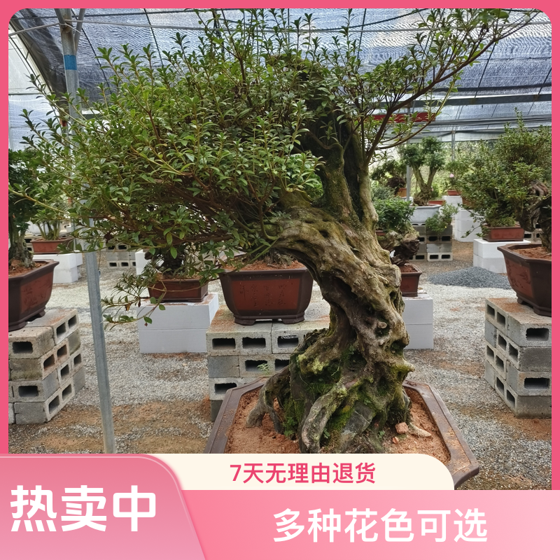 杜鹃盆景（不包邮）