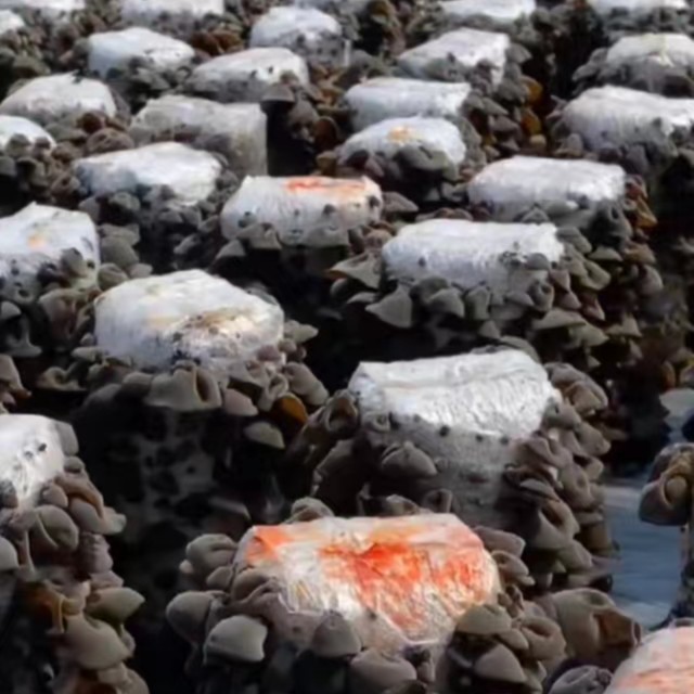 东北黑木耳长白山