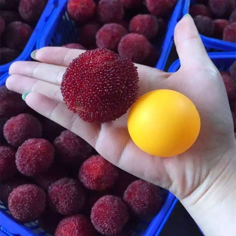 仿真杨梅苗 果大核纯甜东魁黑炭嫁接苗营养杯发货叶子