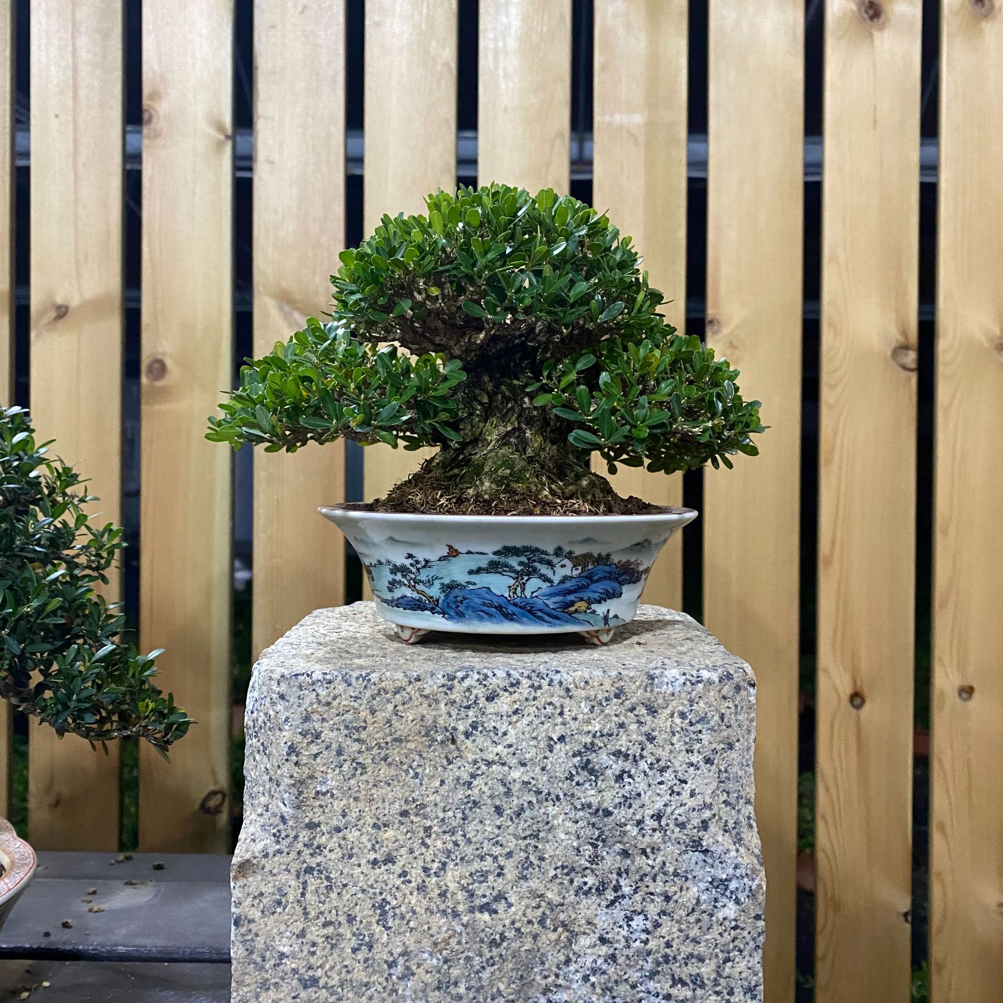 天野盆景 小叶雀舌邹皮黄杨（一物一拍）