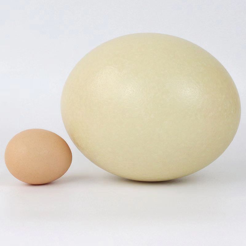 非洲鸵鸵蛋重量三斤左右