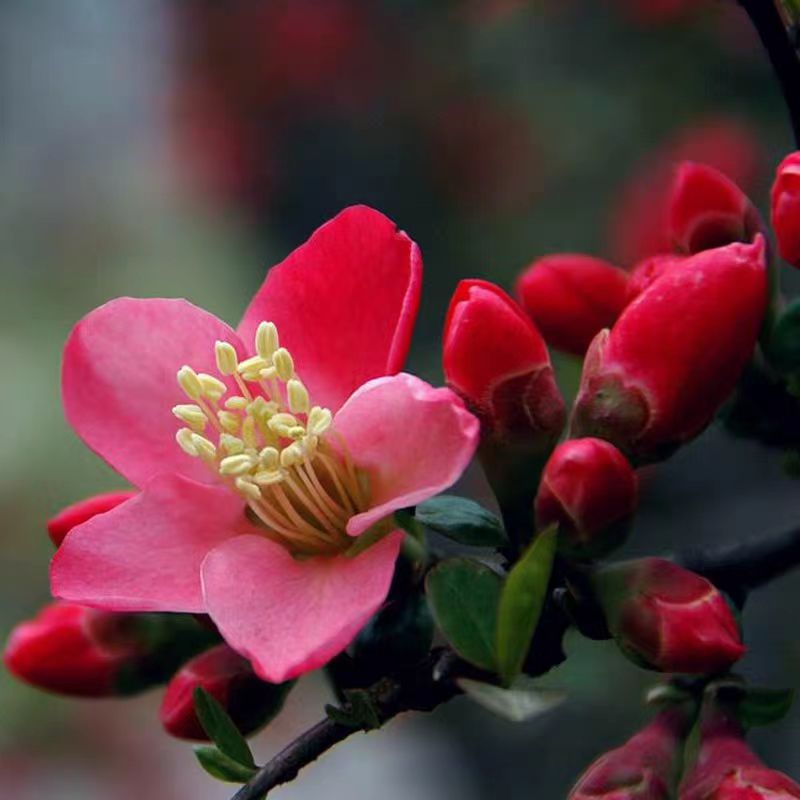 木瓜西府海棠 红花海棠