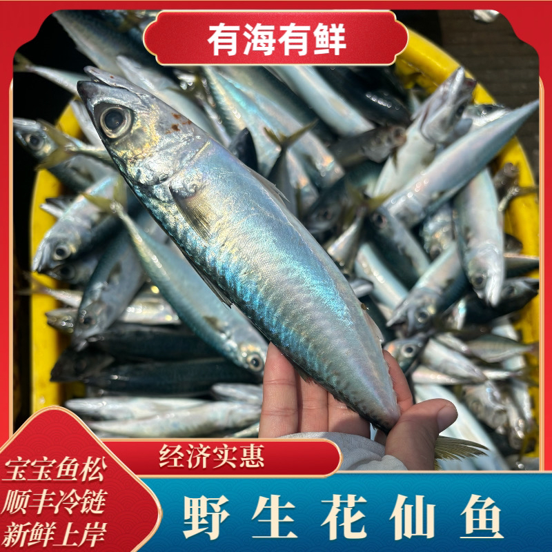 野生花仙鱼青占鱼青花鱼青条鱼胎鲅鱼新鲜顺丰包邮