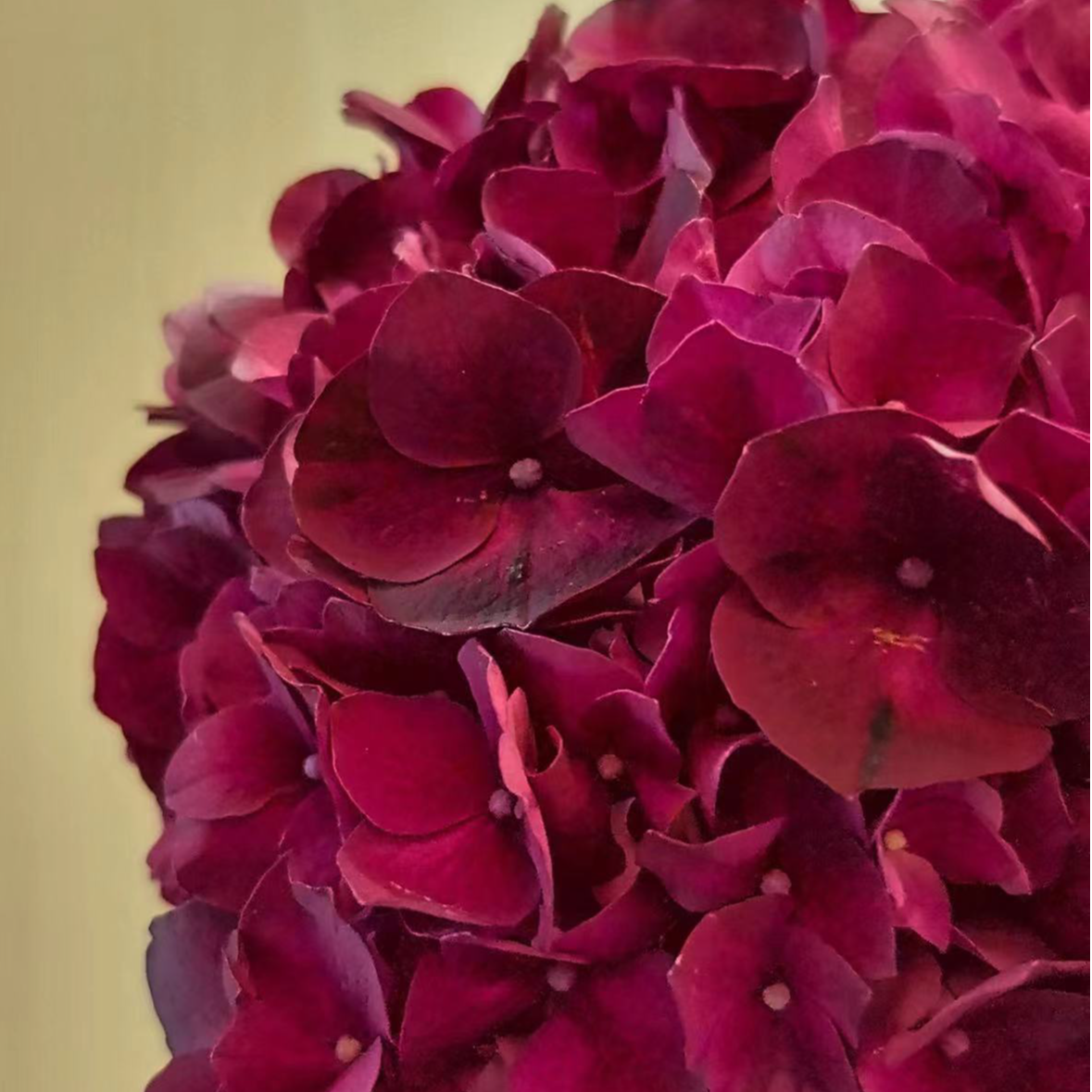 原野先生花园 （2/3/5加仑魔幻红宝石）庭院阳台绣球花盆栽开花植物