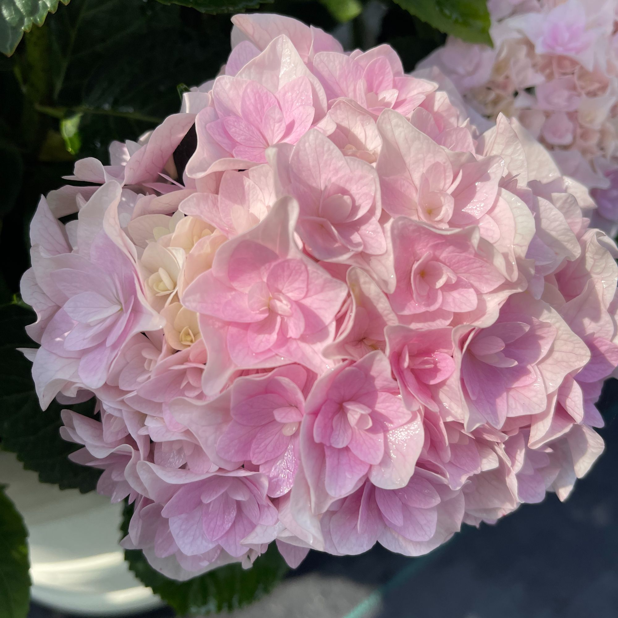 原野先生花园（5加仑艾丽）养护花期大花开花发货