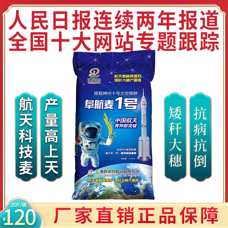阜航麦1号-航天高产小麦种子批发-抗旱-抗冻-分孽好-籽粒饱满
