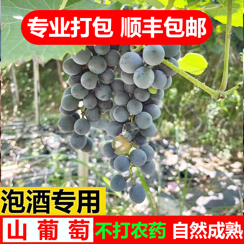 顺丰包邮广西酿酒山葡萄泡酒野葡萄非巨峰夏黑赤霞珠2/4/11斤现货