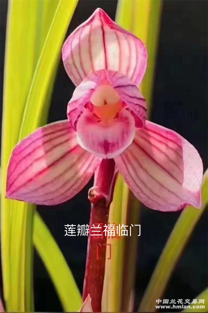 兰花莲瓣兰福临门
