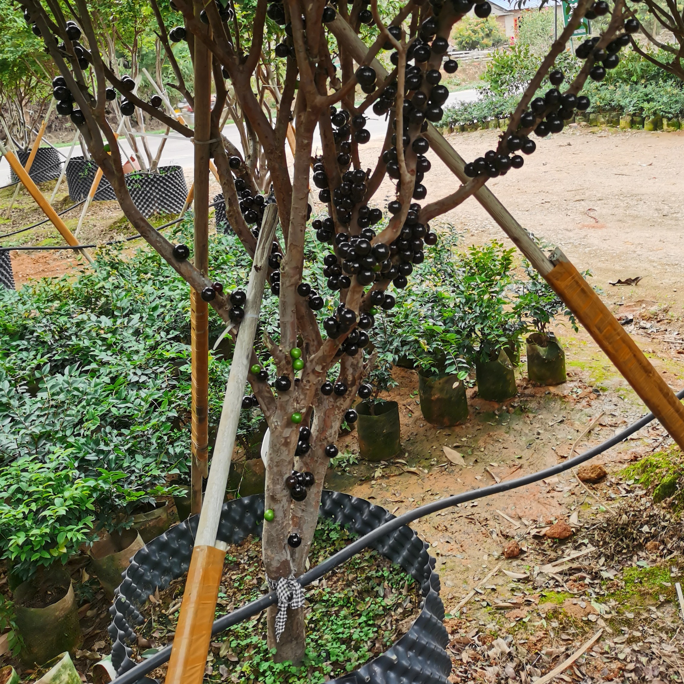 嘉宝果树苗  沙巴 艾斯卡 四季红妃 盆栽 地栽