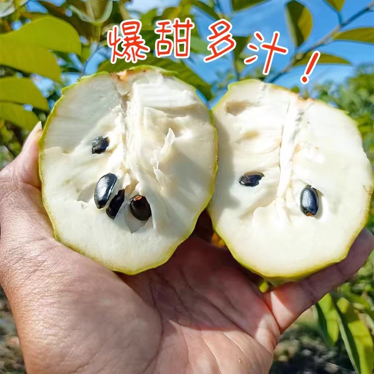 果树苗 凤梨释迦  大目梨释迦 
