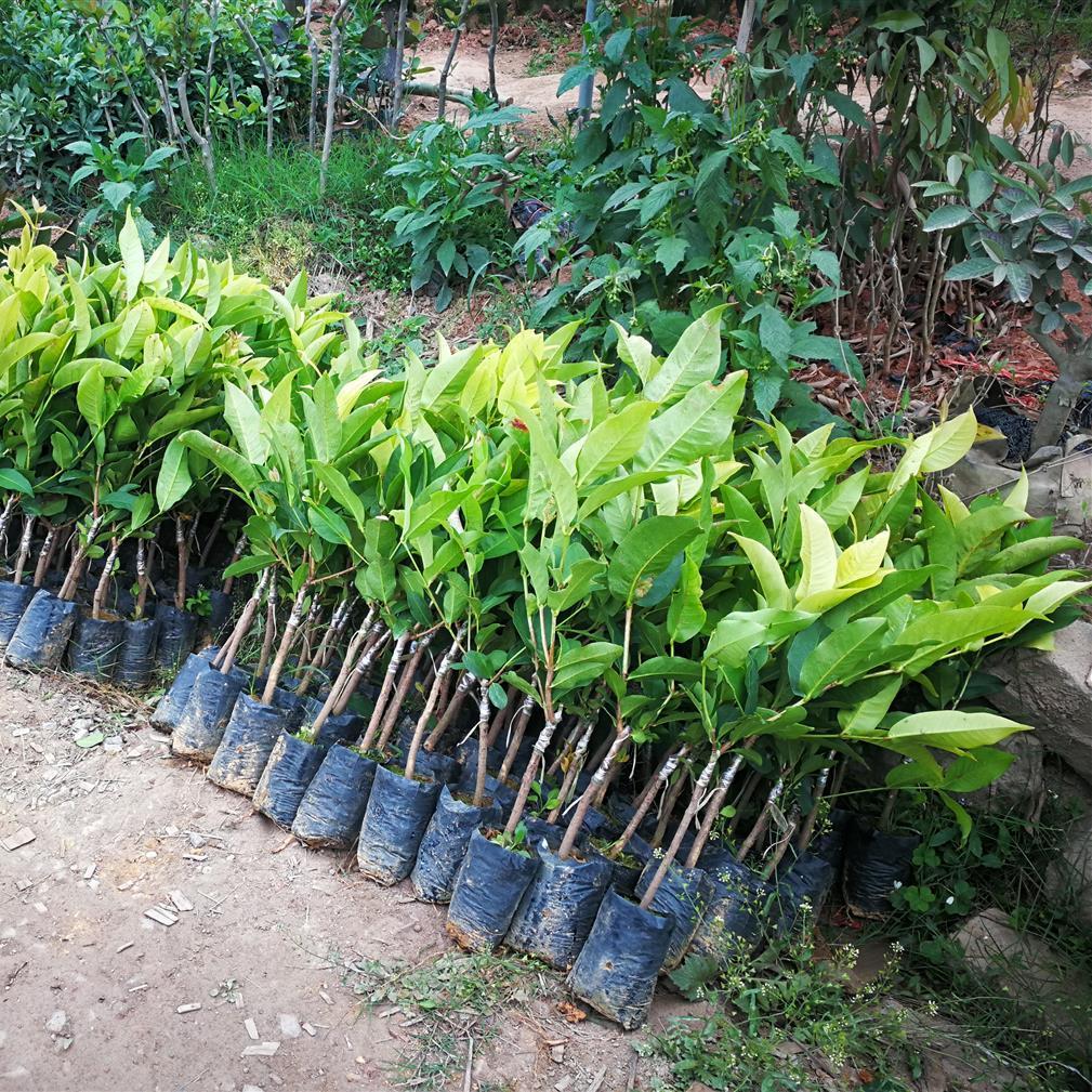 莲雾大叶红黑金刚黑糖芭比四季盆栽种植带土带发货