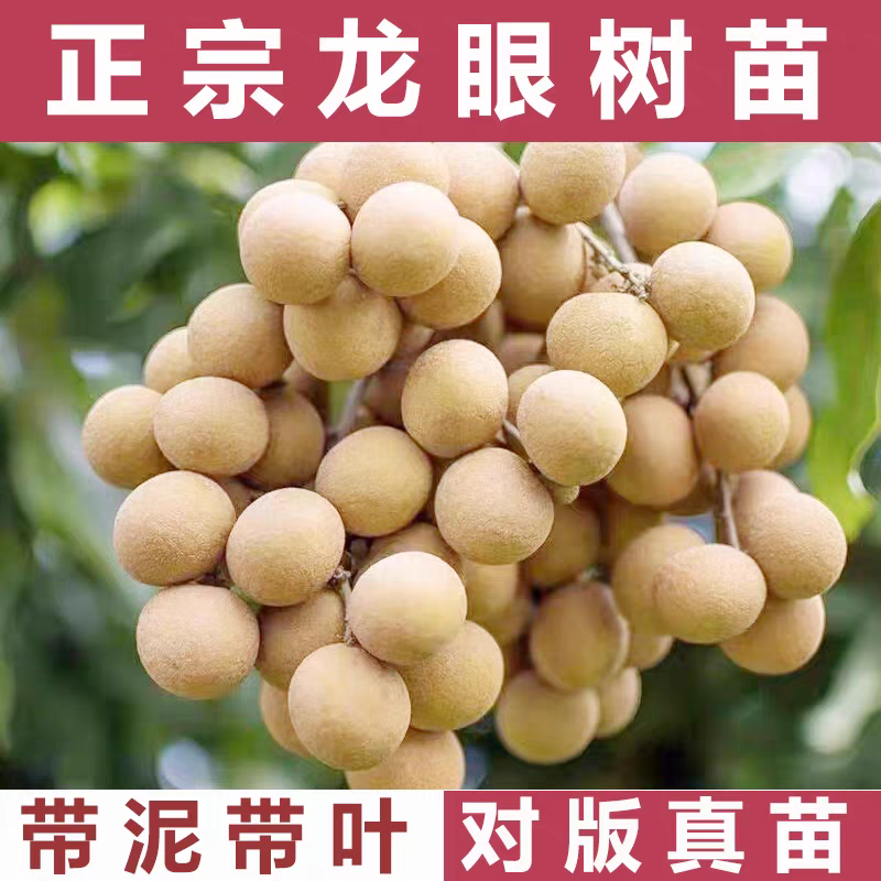 龙眼苗 石硖龙眼  储良龙眼 四季龙眼苗