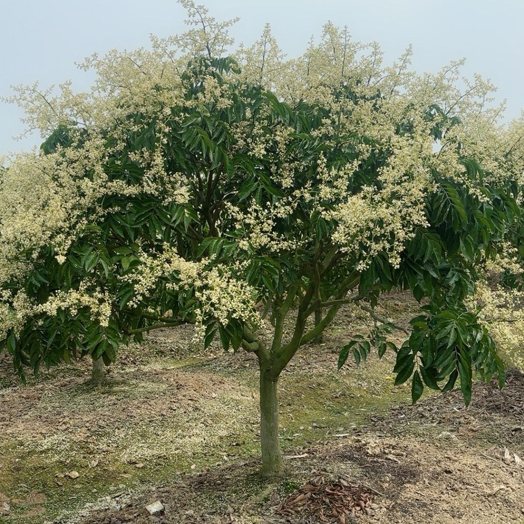 嫁接黄皮果树无核黄皮黑黄皮鸡心果树南北方种植盆栽地栽抗
