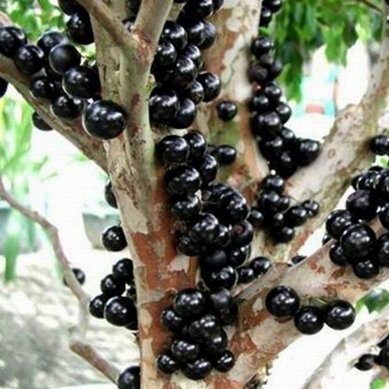 沙巴嘉宝果带土发货