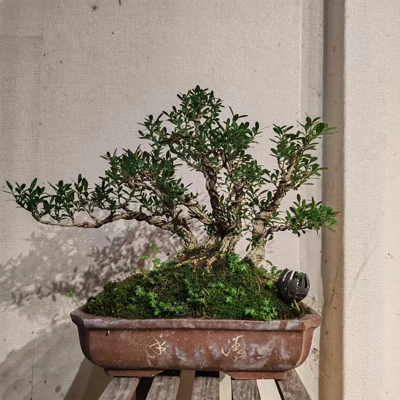 （一物一拍）雀舌黄杨