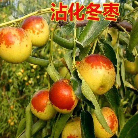 枣树苗 嫁接沾化二代冬枣树苗 当年结果沾化大冬枣苗南方北方种植