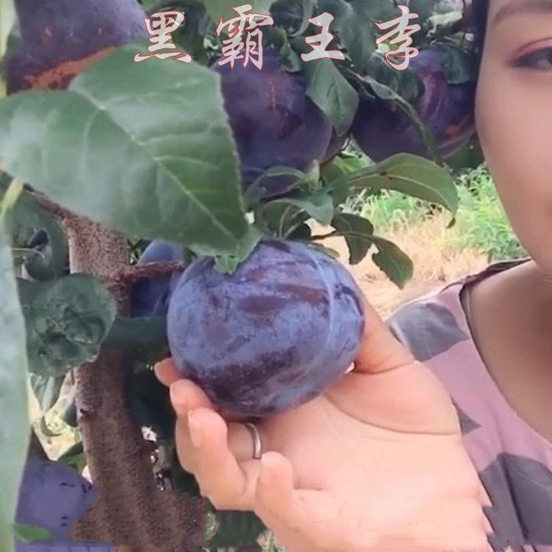 嫁接东北黑霸王李子树苗荷兰黑巨李子苗南方北方种植地栽当年结果