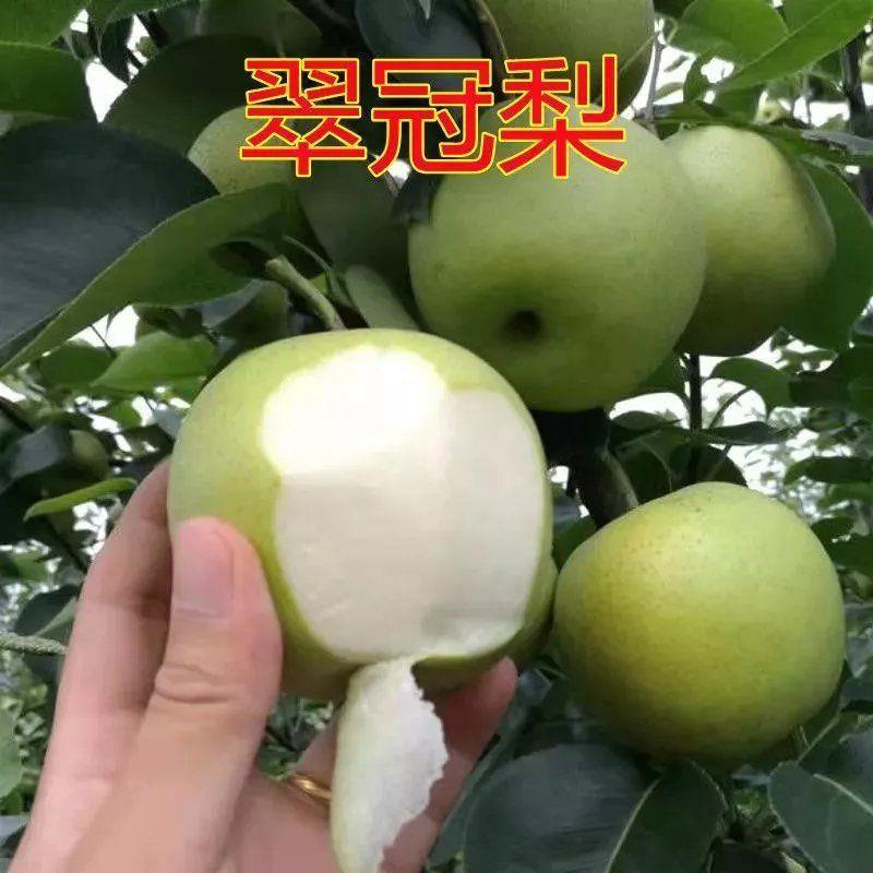 新品种果树苗青皮早熟梨树苗翠冠梨树苗嫁接苗南北方种植当年结果