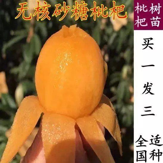 枇杷苗嫁接枇杷树苗大五星南方北方种植盆栽地栽特大果树苗琵琶苗