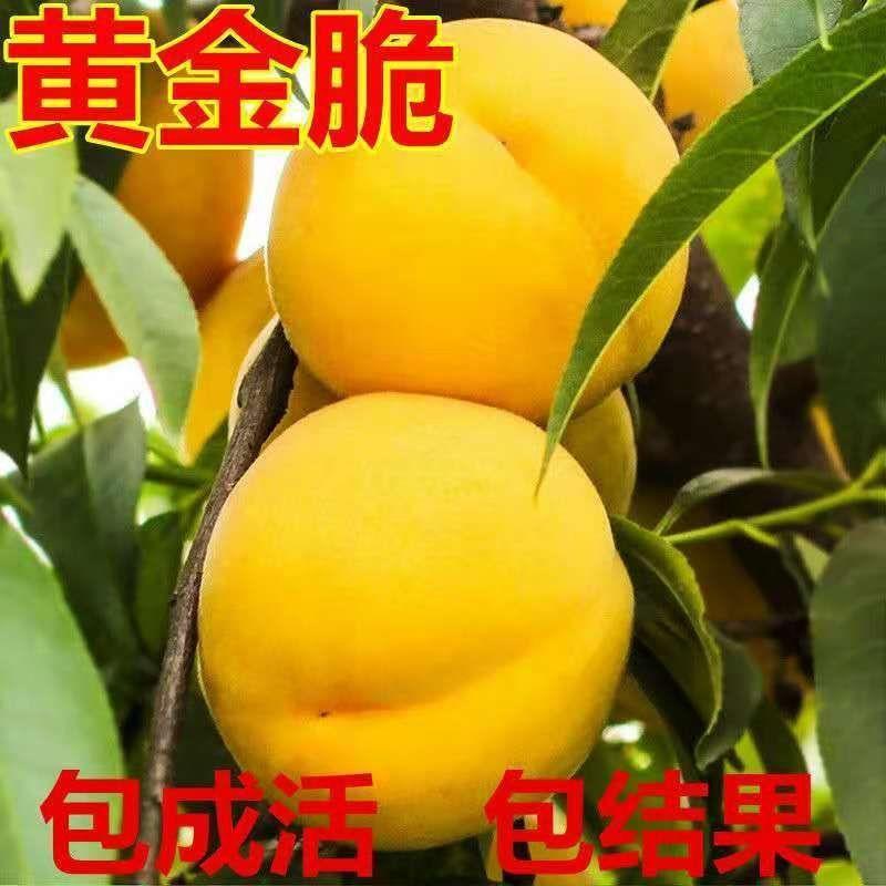黄桃树苗嫁接黄金脆桃子树苗特大黄桃树苗南北方四季种植当年结果