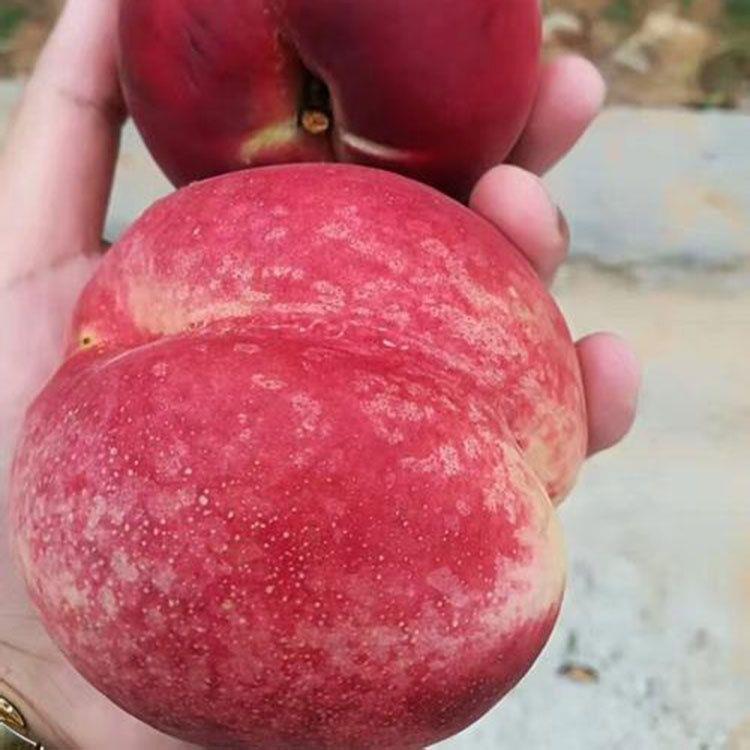 中秋黄金蜜桃树苗 桃树嫁接苗 阳山水蜜桃苗南方北方种植当年结