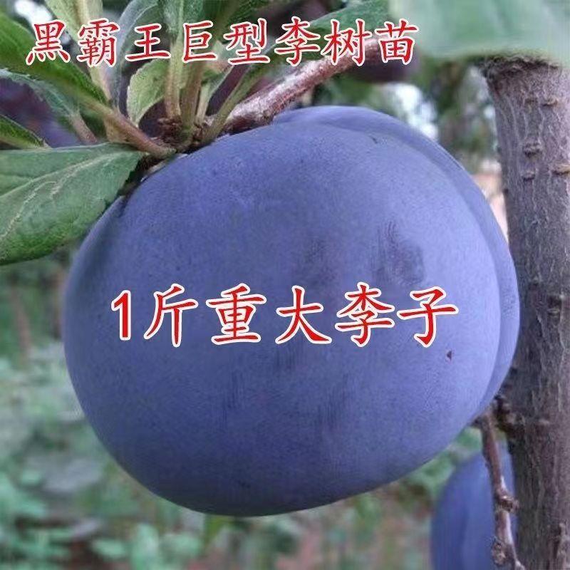 特大黑霸王脱骨李子苗南方北方种植盆栽地栽当年结果嫁接李子树苗